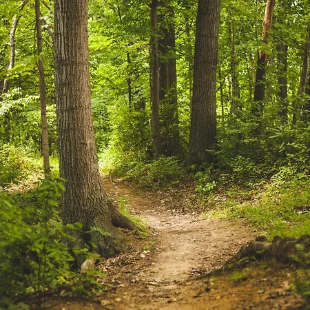 Boshuisje Veluwe *